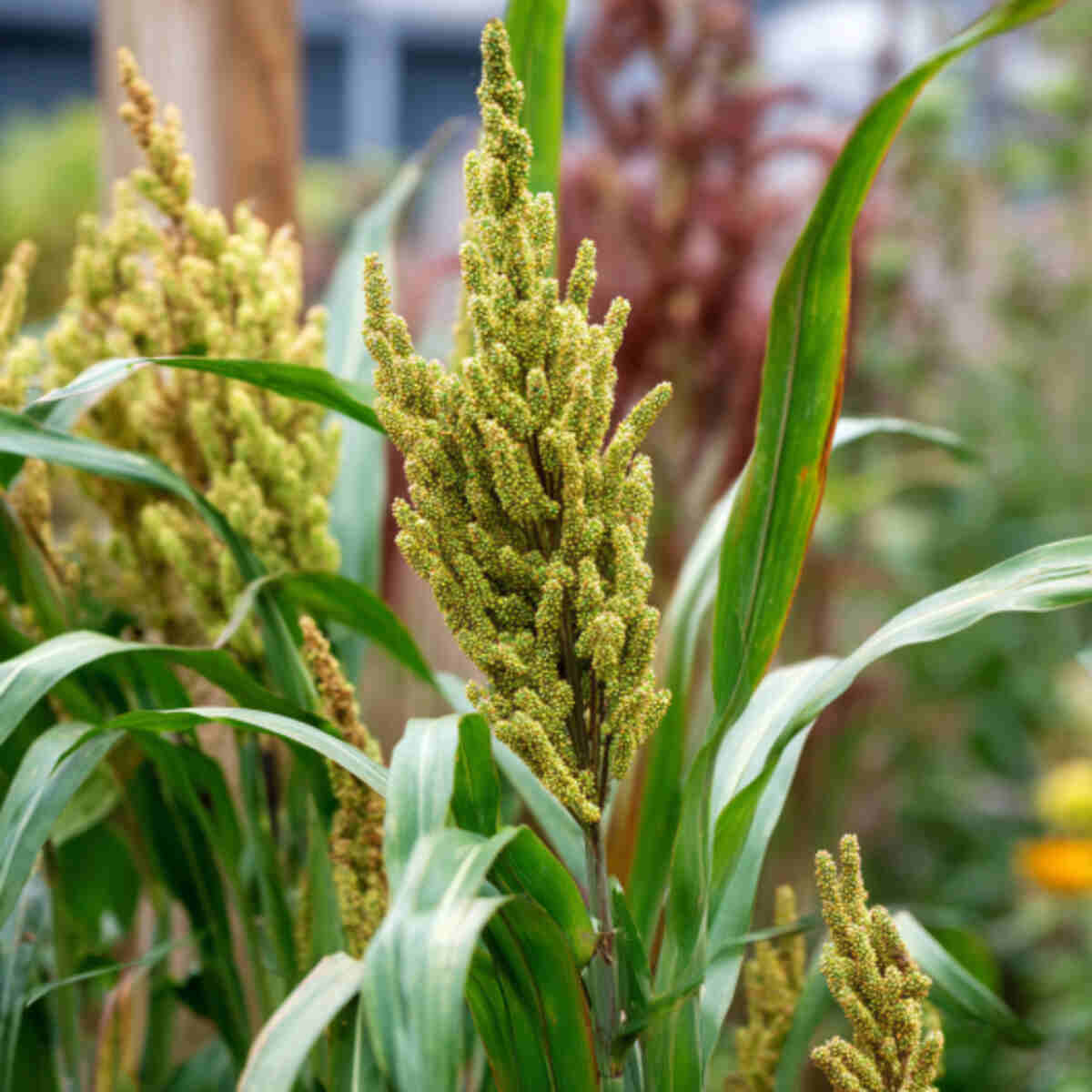 Millet