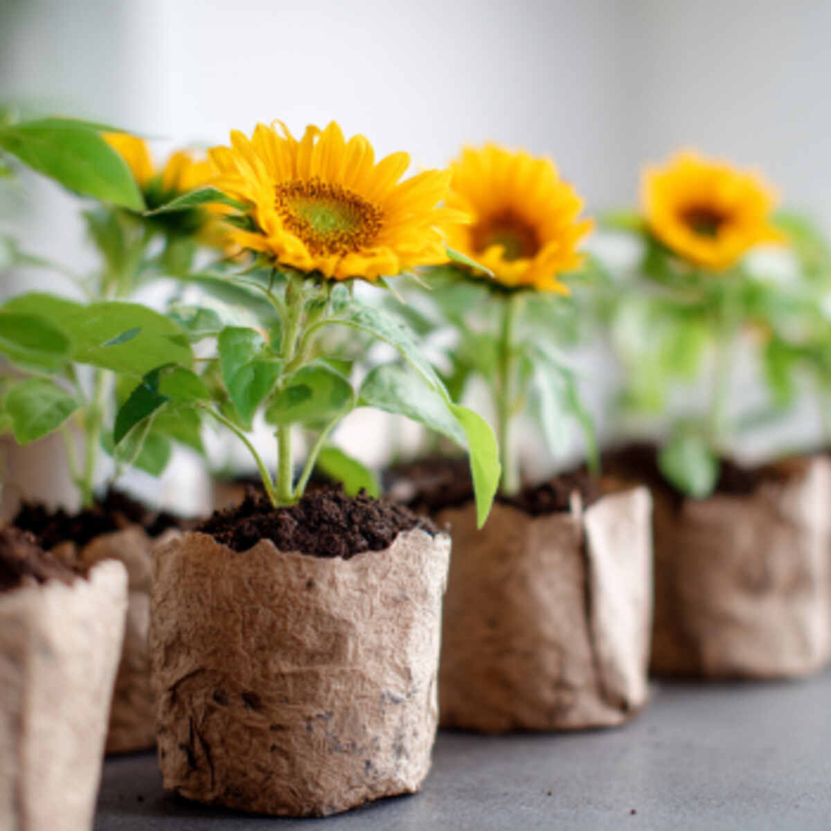 Mini Sunflowers