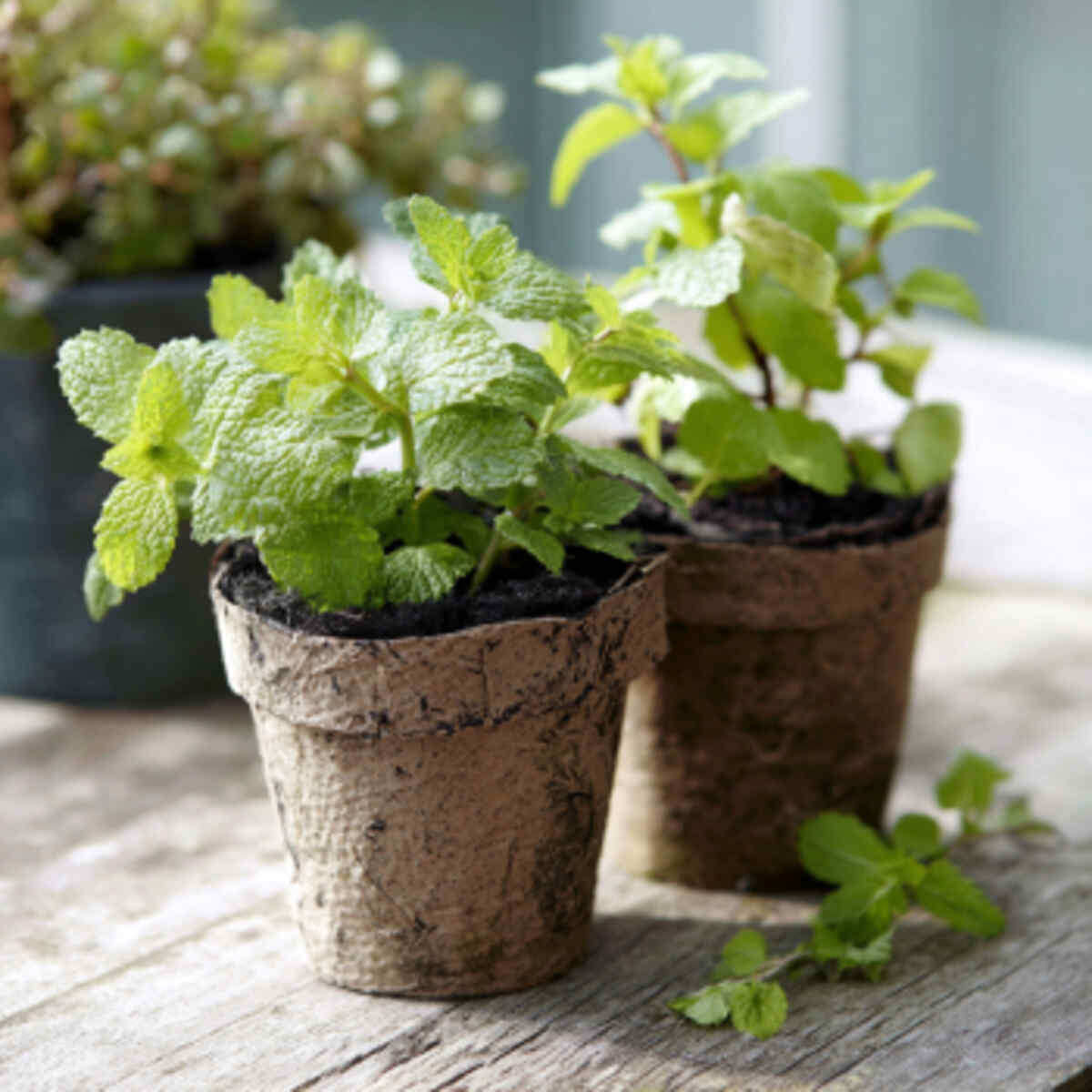 Mint and Lemon Balm