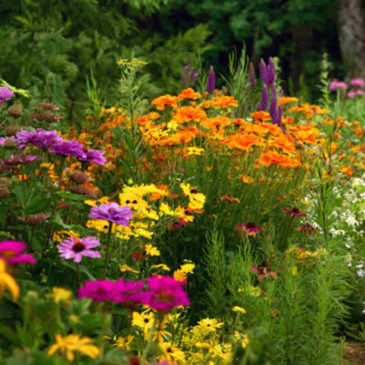 Mixed Annuals and Perennials Garden