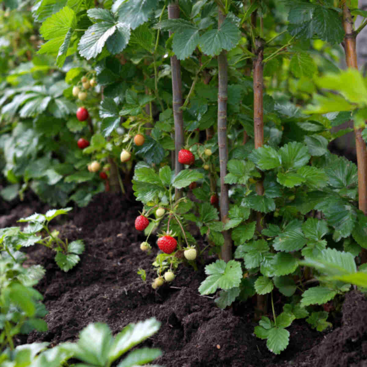 Mixed Nut and Berry Forest