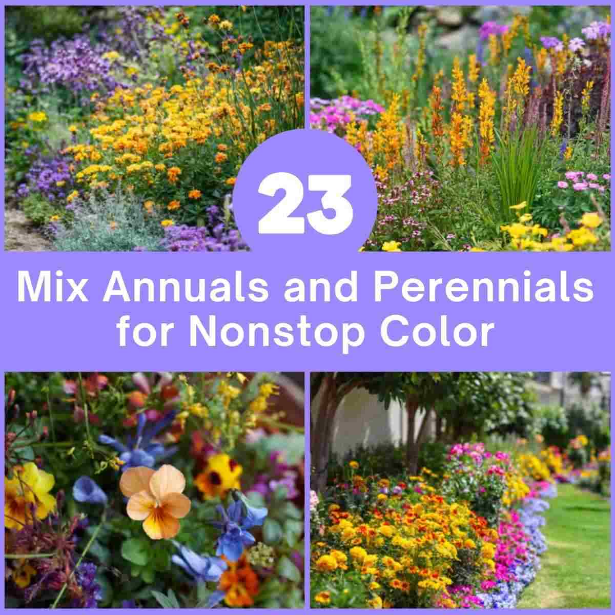 Mixing Annuals and Perennials in Beds Garden Ideas
