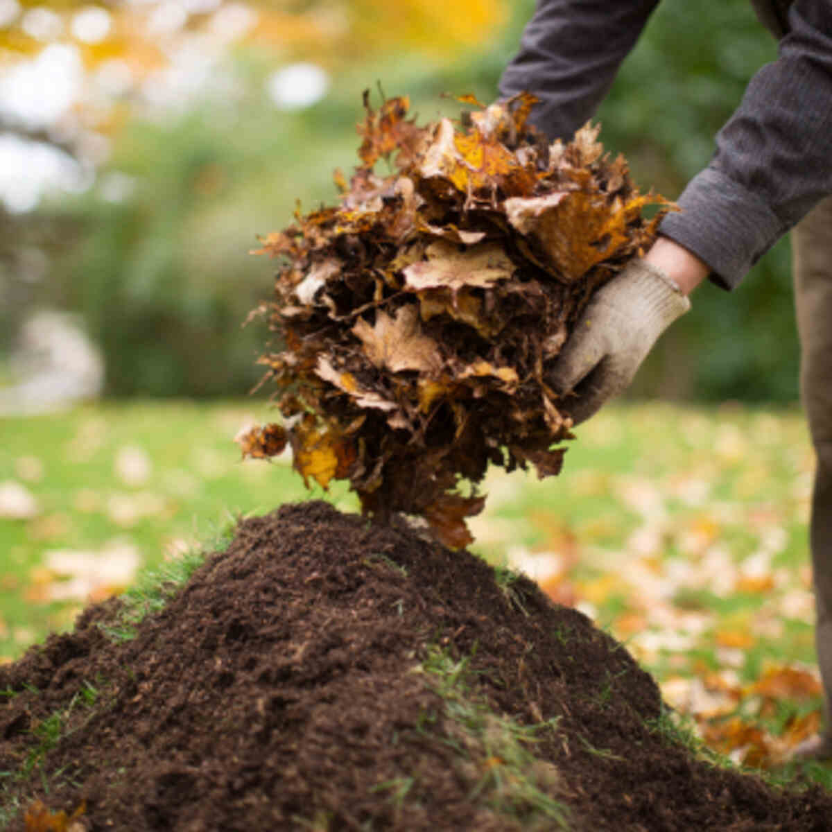 Mixing leaves with grass clippin