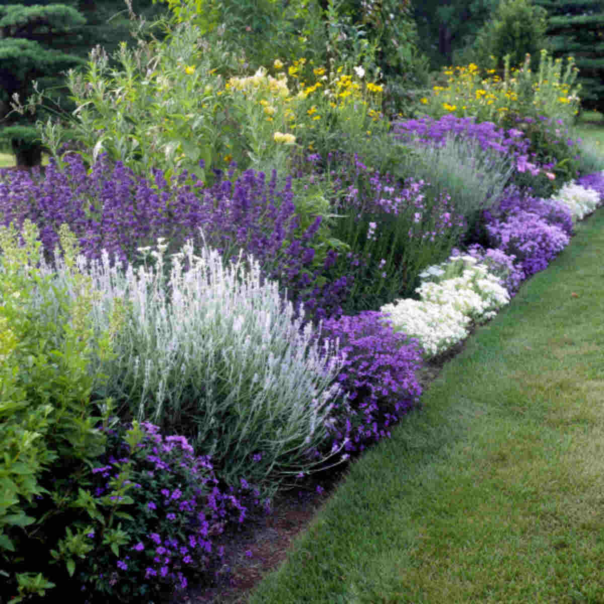 Monochrome Lavender Border