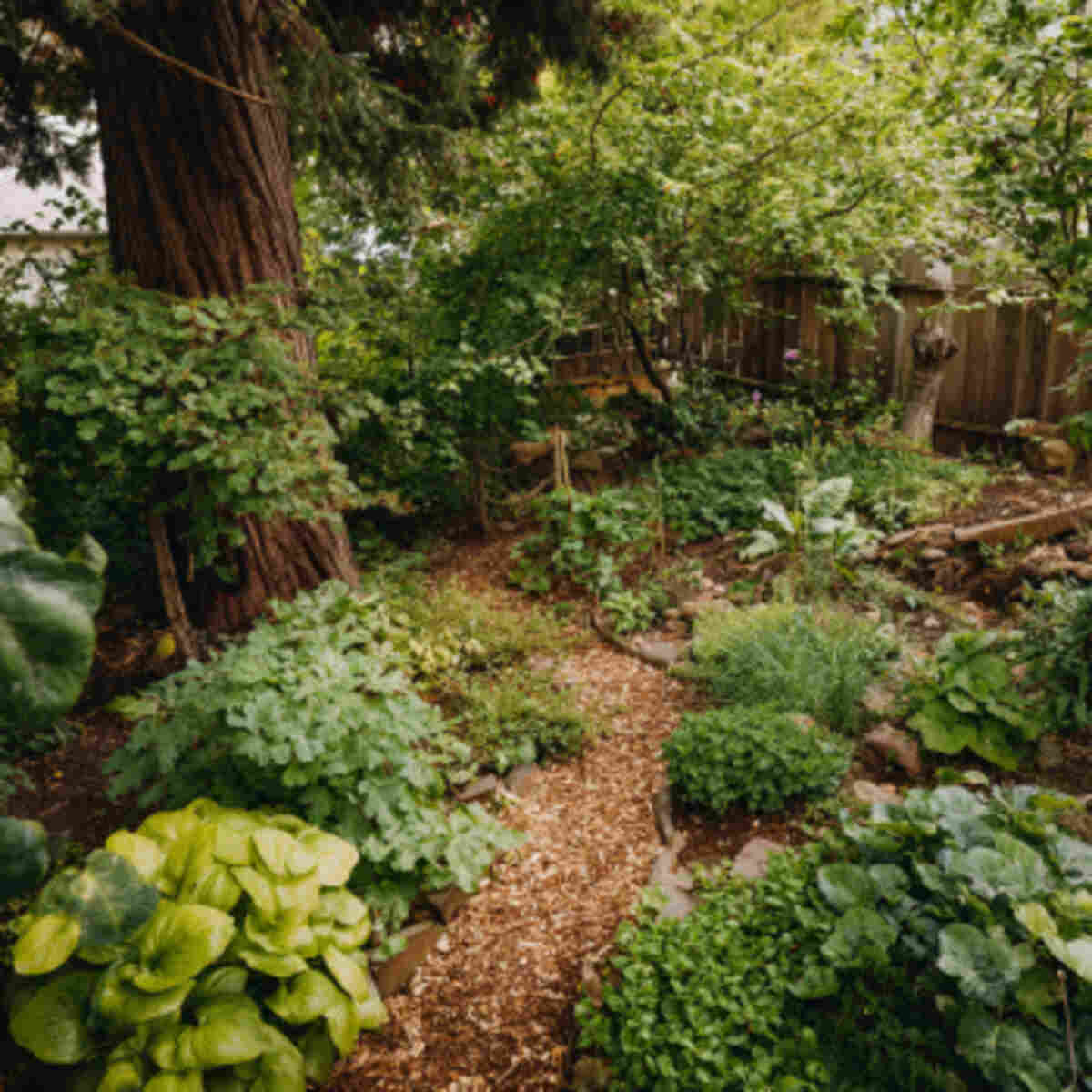 Native Edibles Forest