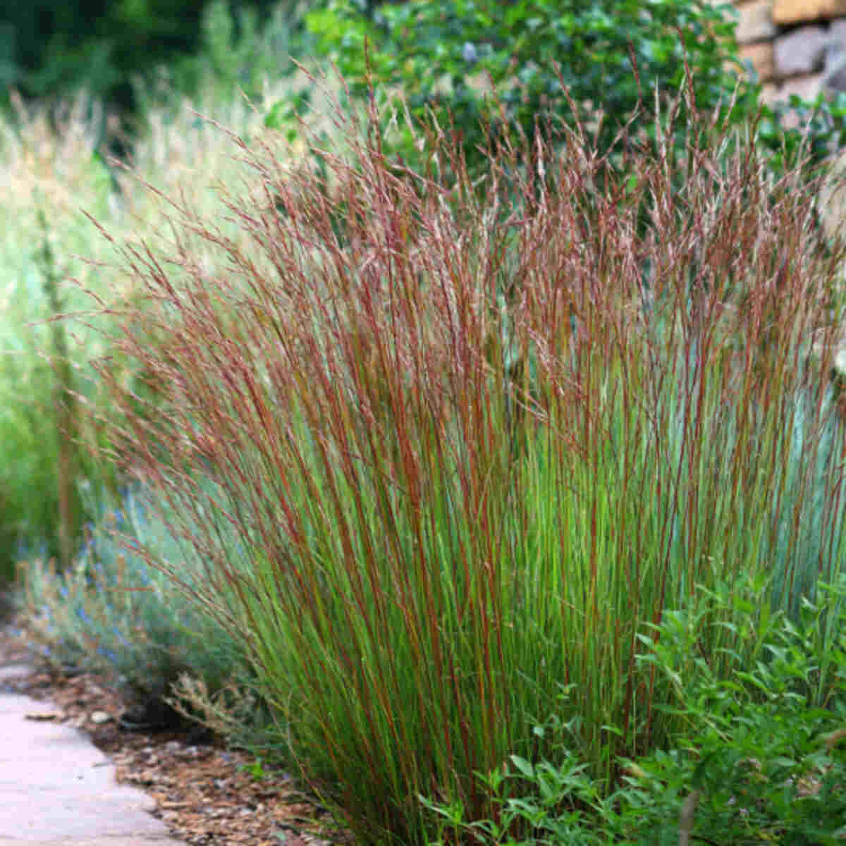 Native Grasses (like Little Blue