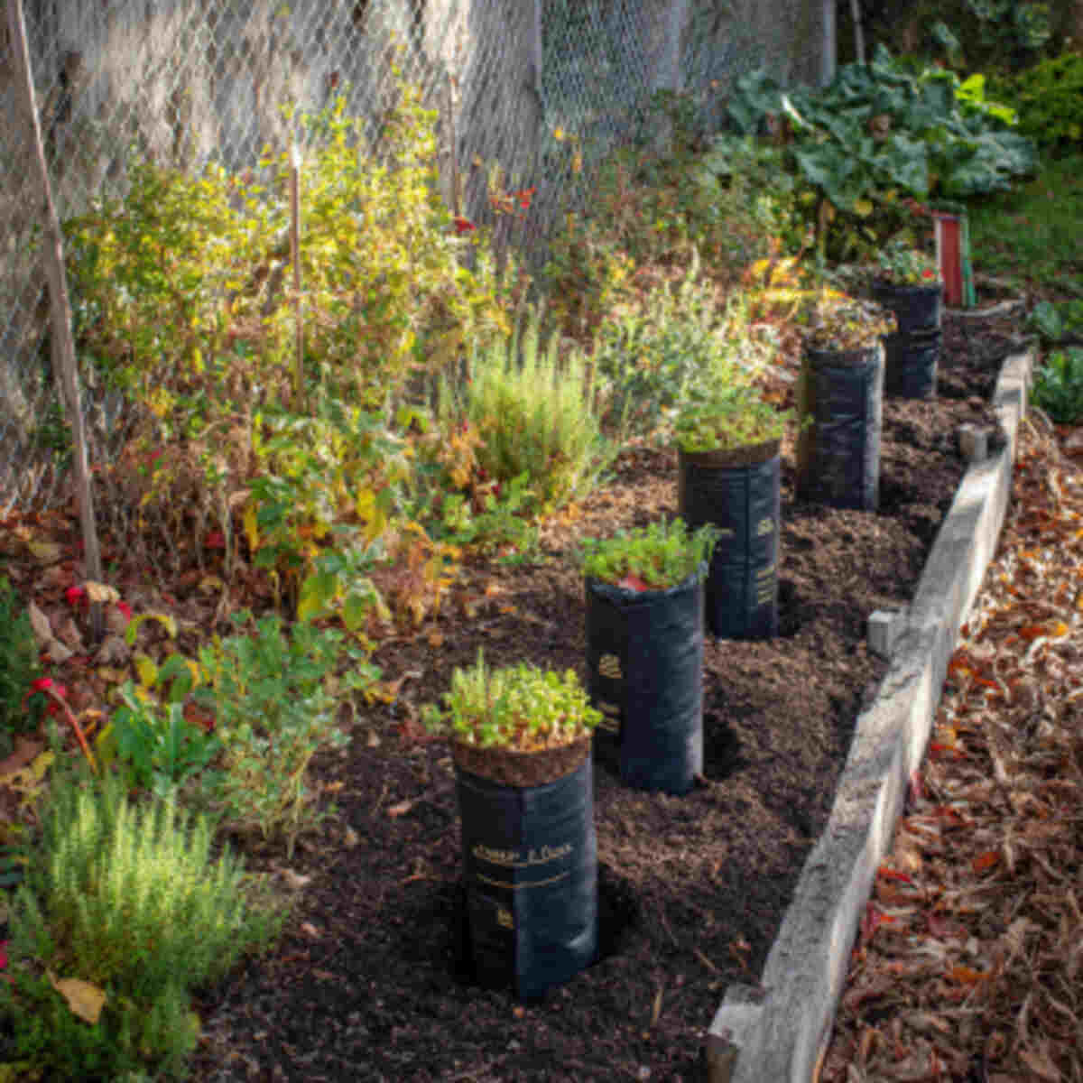Native Plant Plot with In-Ground