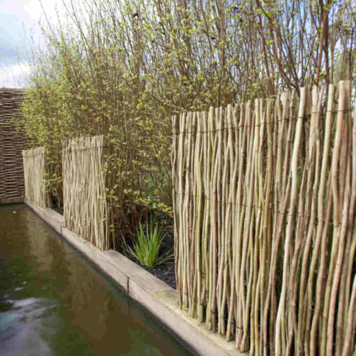 Natural reed screens