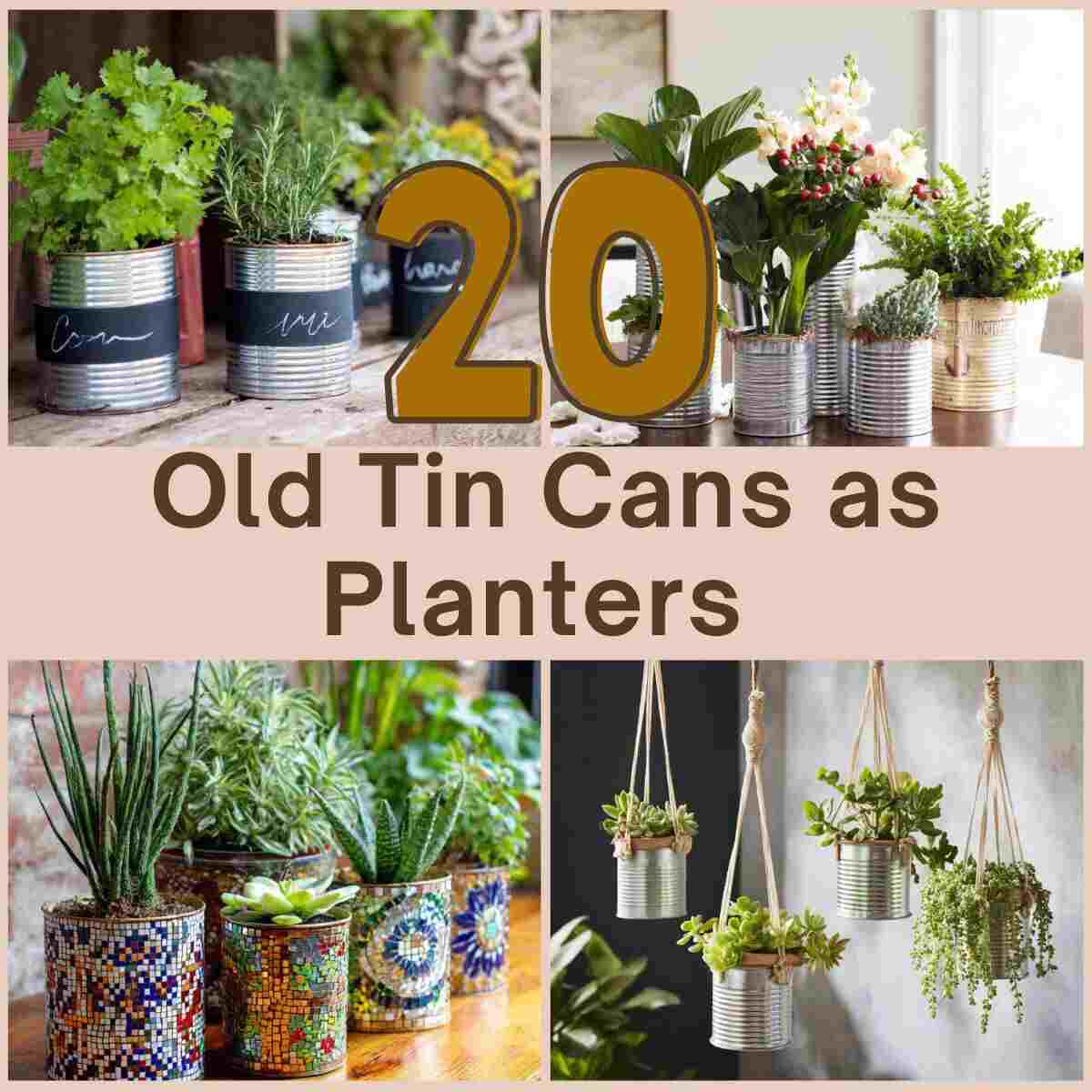 Old Tin Cans as Planters