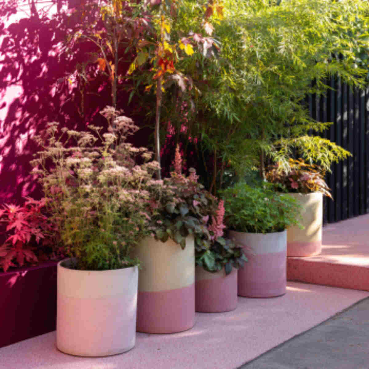 Ombre Planting with Pink Shades
