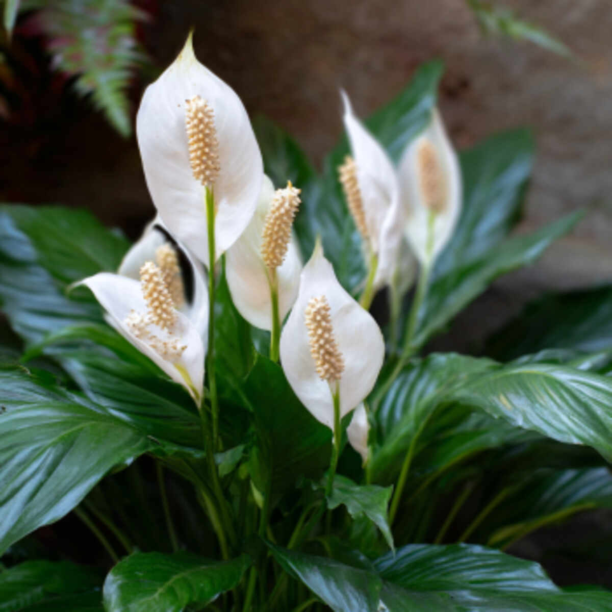 Peace Lily