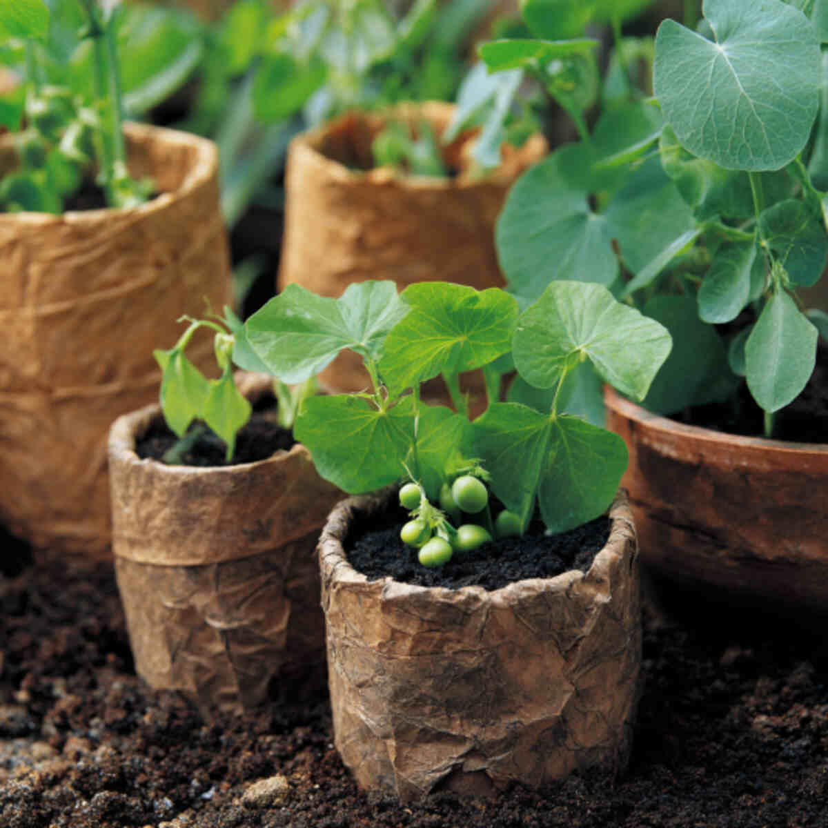 Peas and Beans