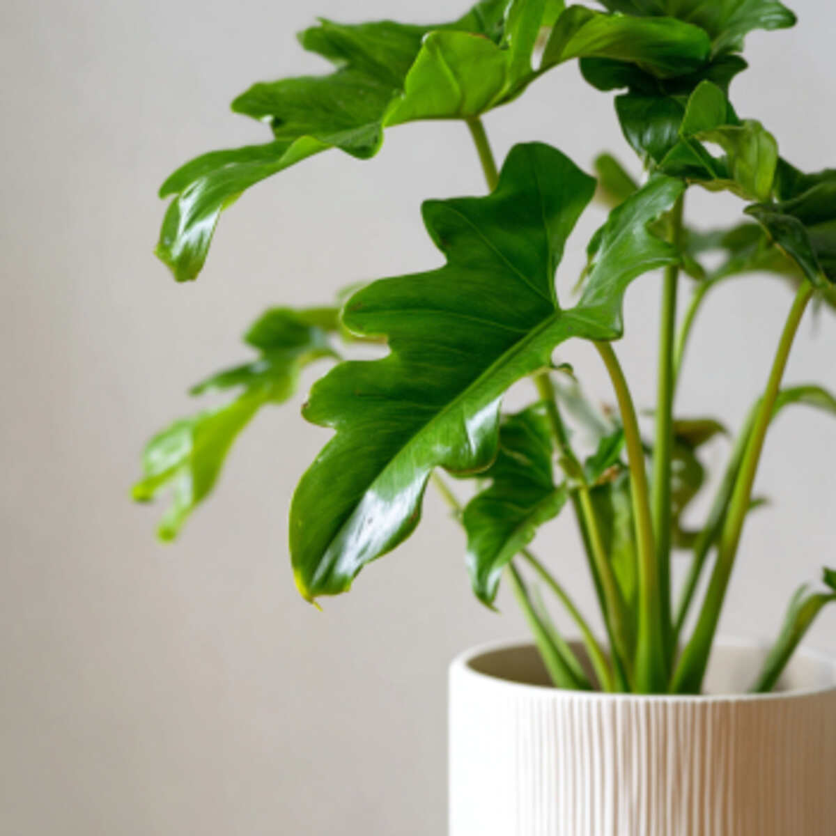 Philodendron