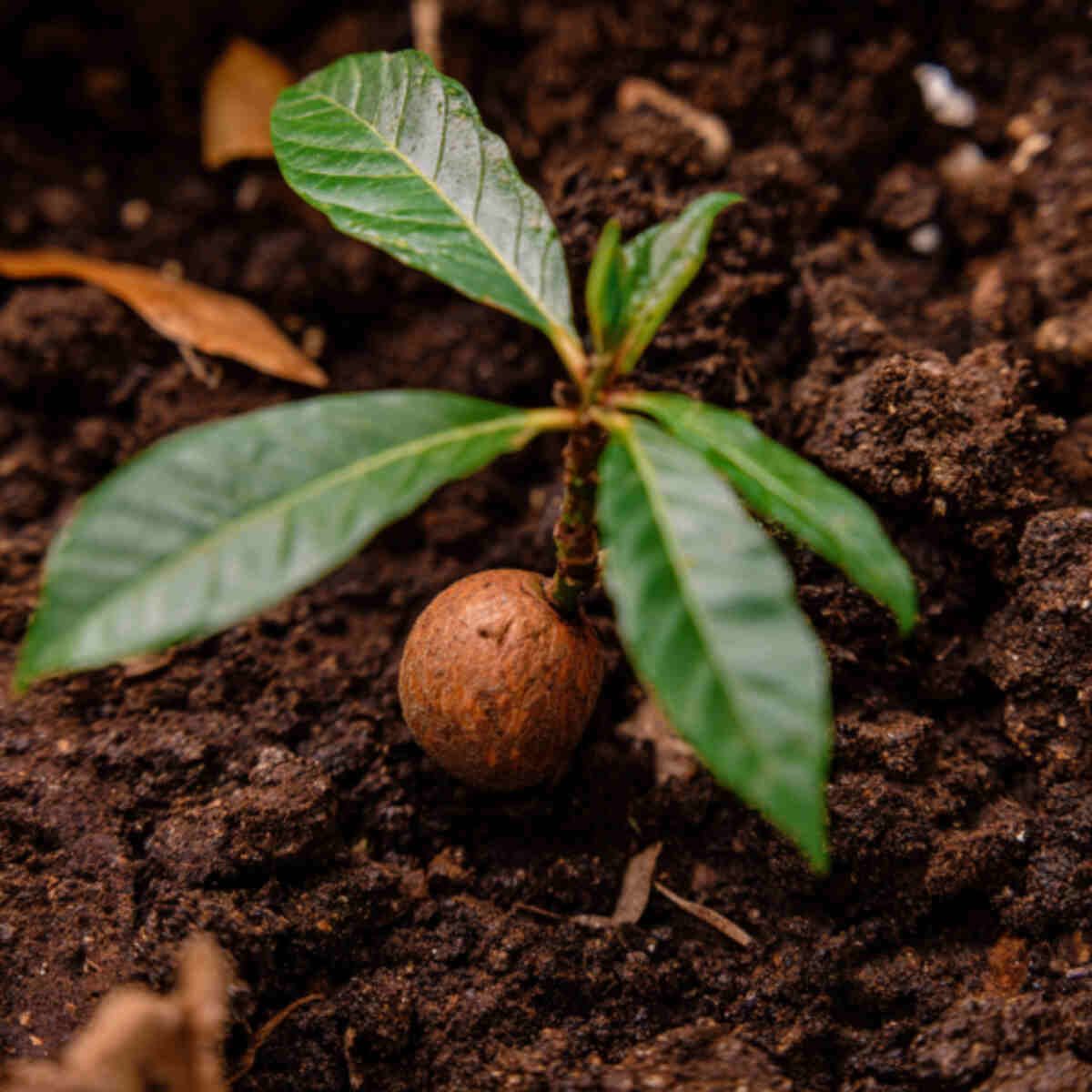 Plant avocado pits