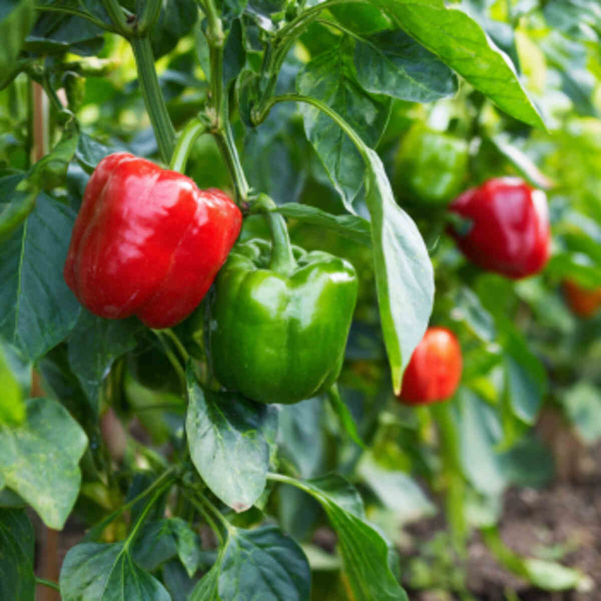 Plant bell pepper seeds