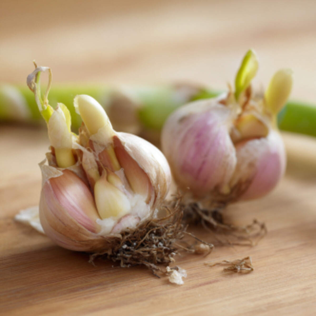 Plant garlic cloves that have sp