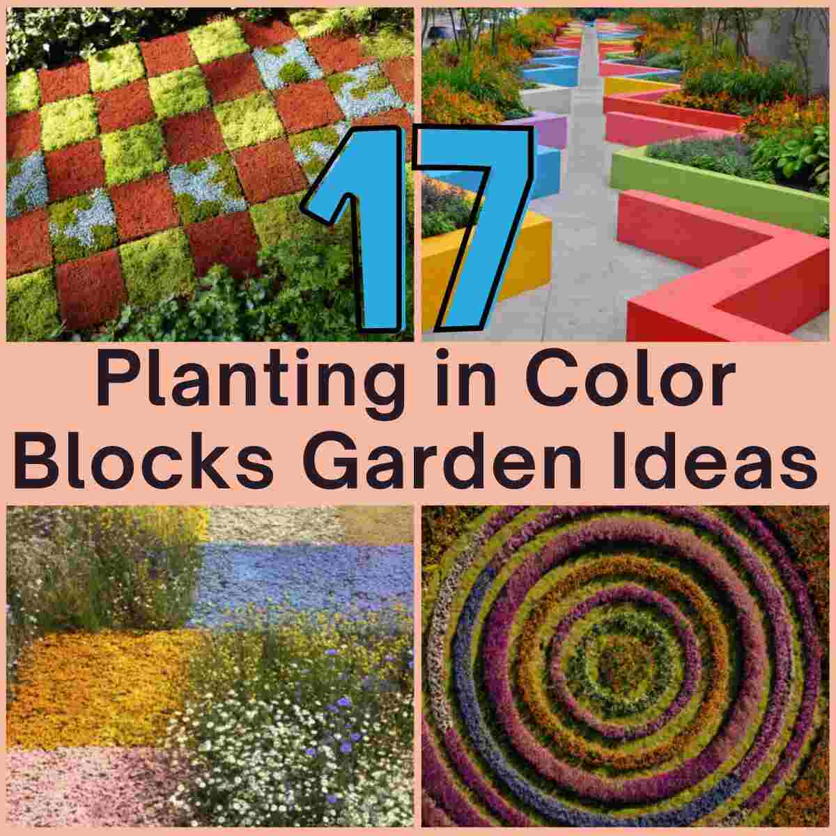 Planting in Color Blocks Garden Ideas
