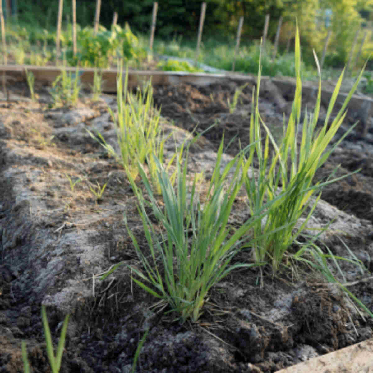 Planting Rye in Small Garden Plots
