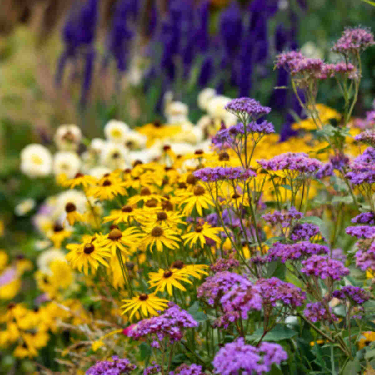 Pollinator-Friendly Seasonal Garden