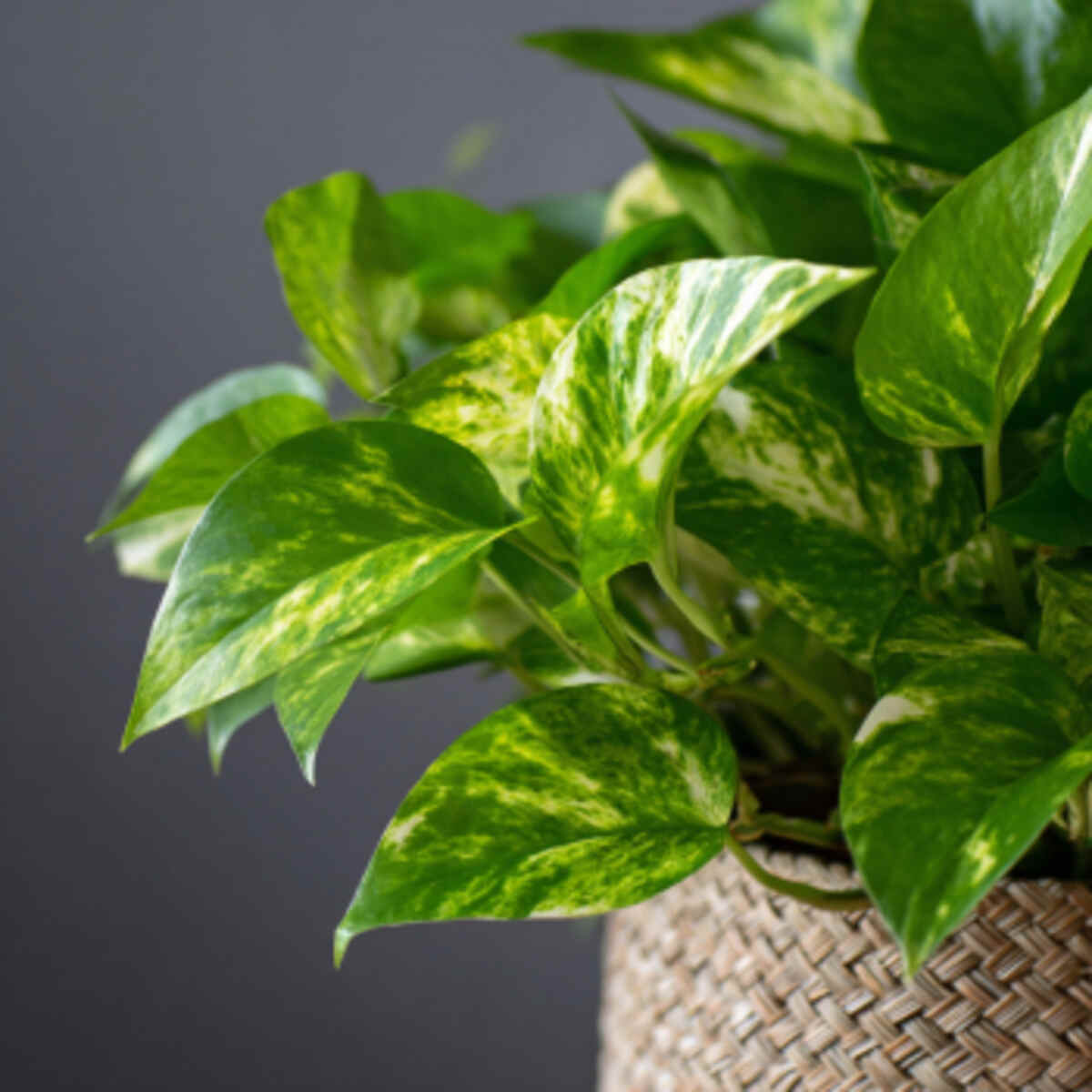 Pothos