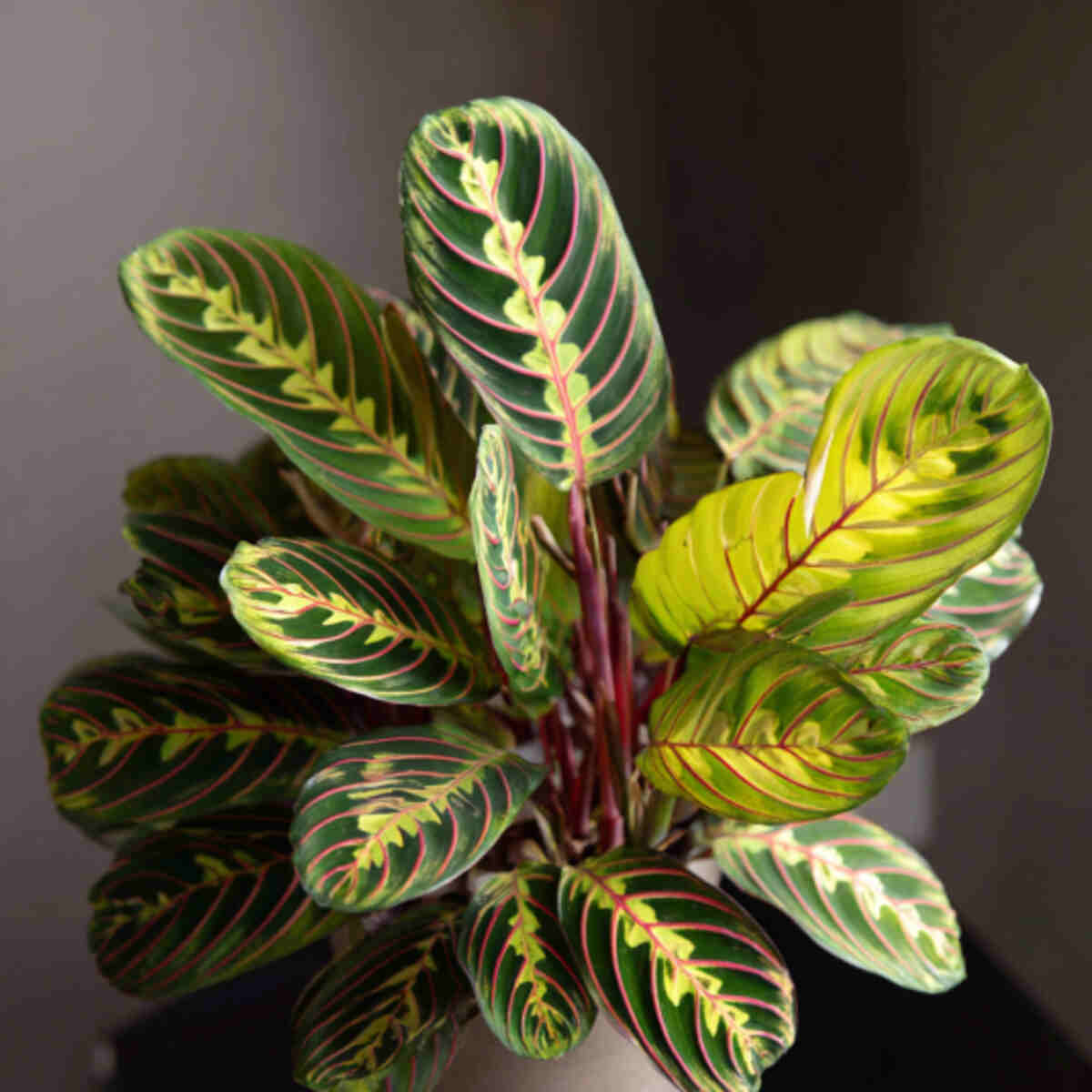 Prayer Plant