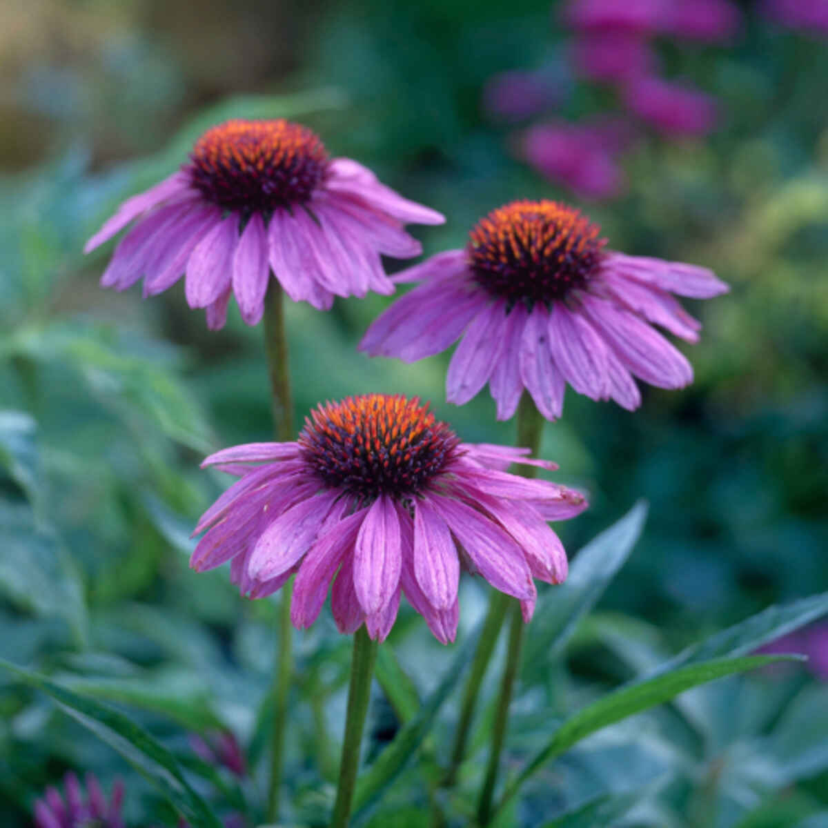 Purple Coneflowers