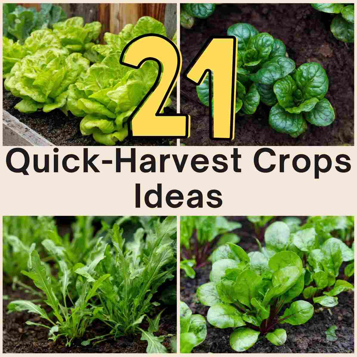 Quick-Harvest Crops