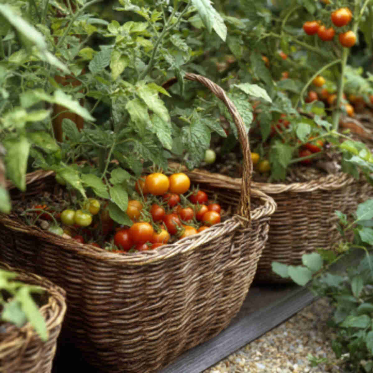 Raised basket garden for cherry 
