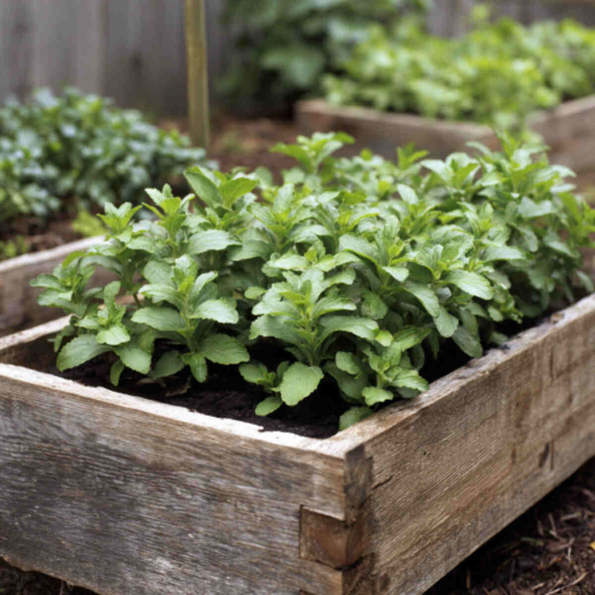 Raised Bed Stevia Garden