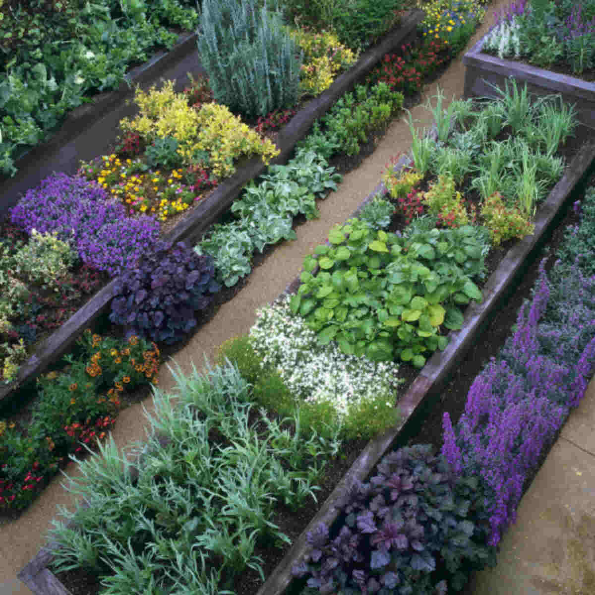 Raised Beds Divided by Color Themes