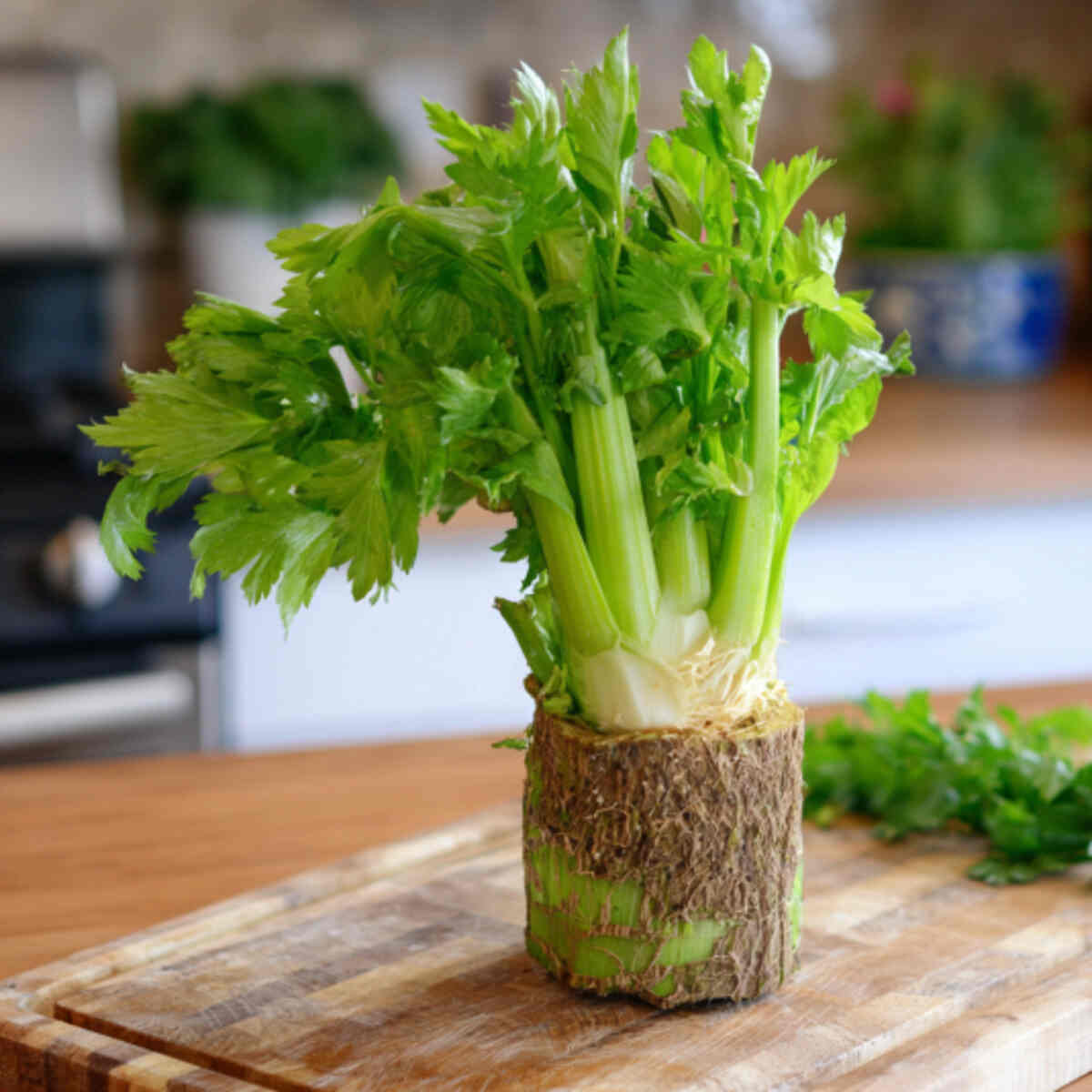Regrow celery from the bottom stump