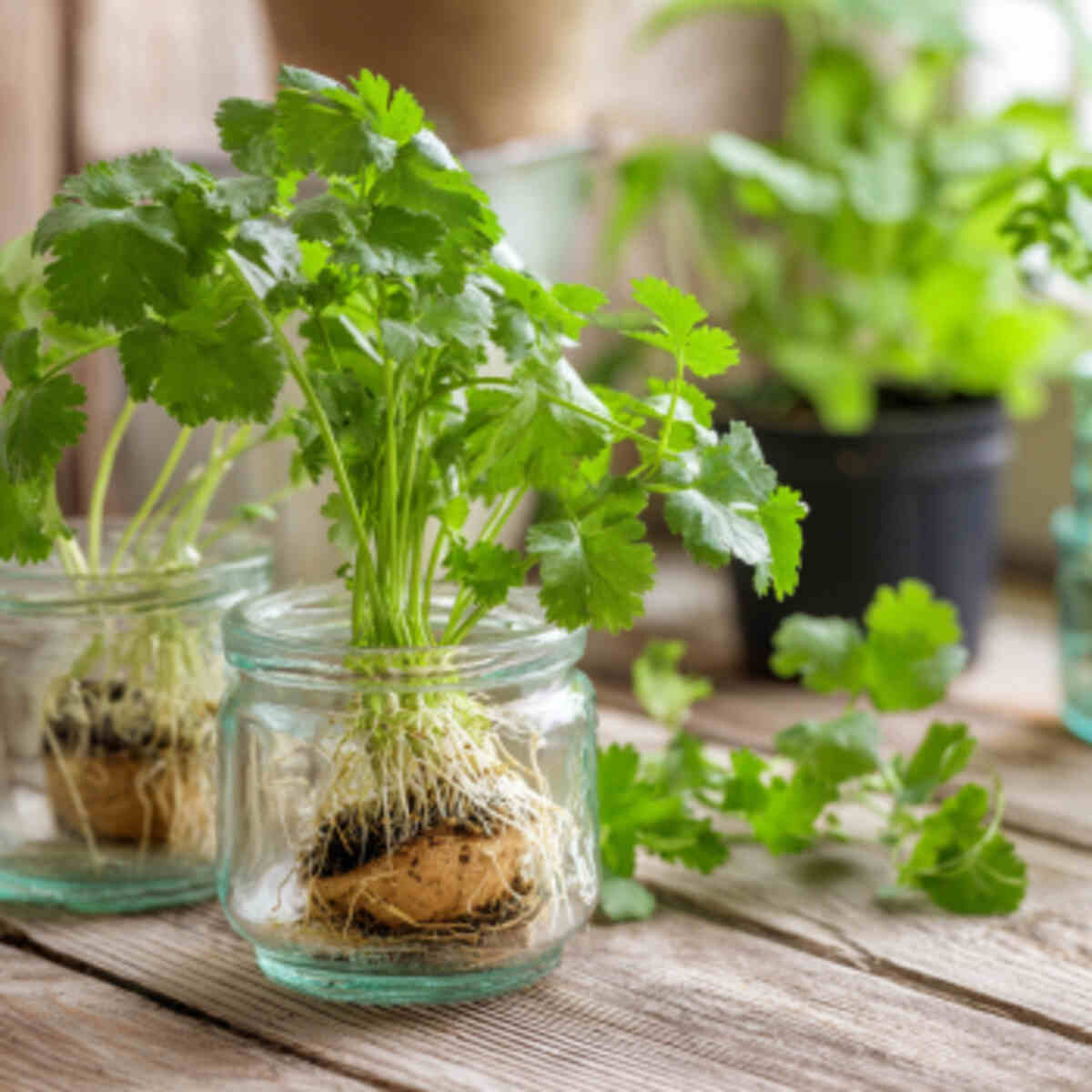 Regrow cilantro stems