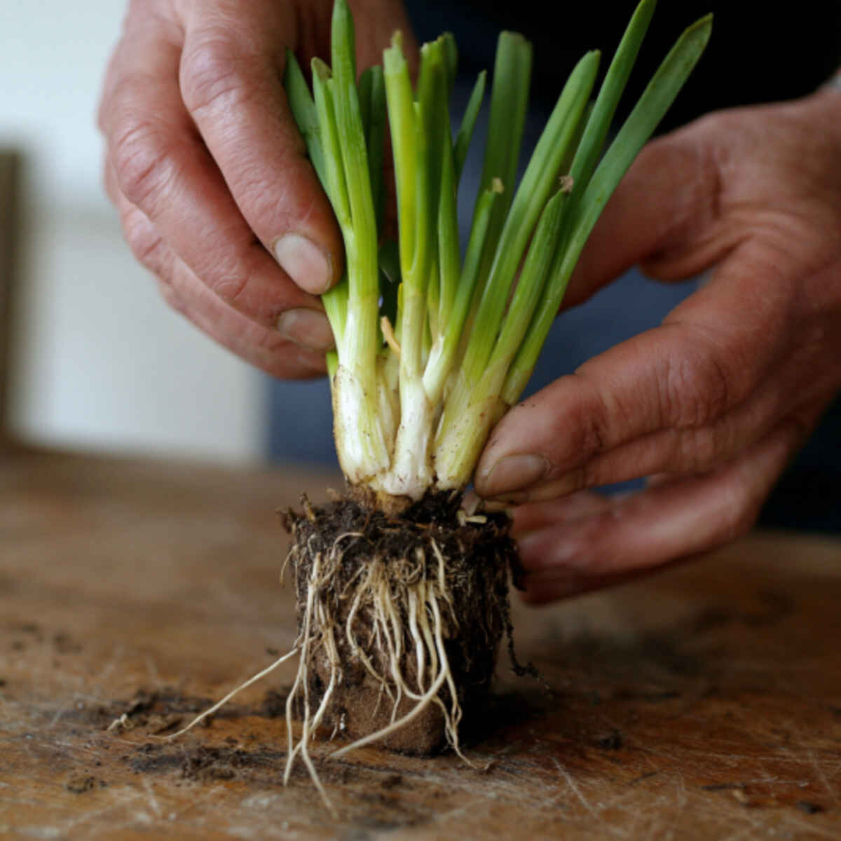 Regrow green onions from roots