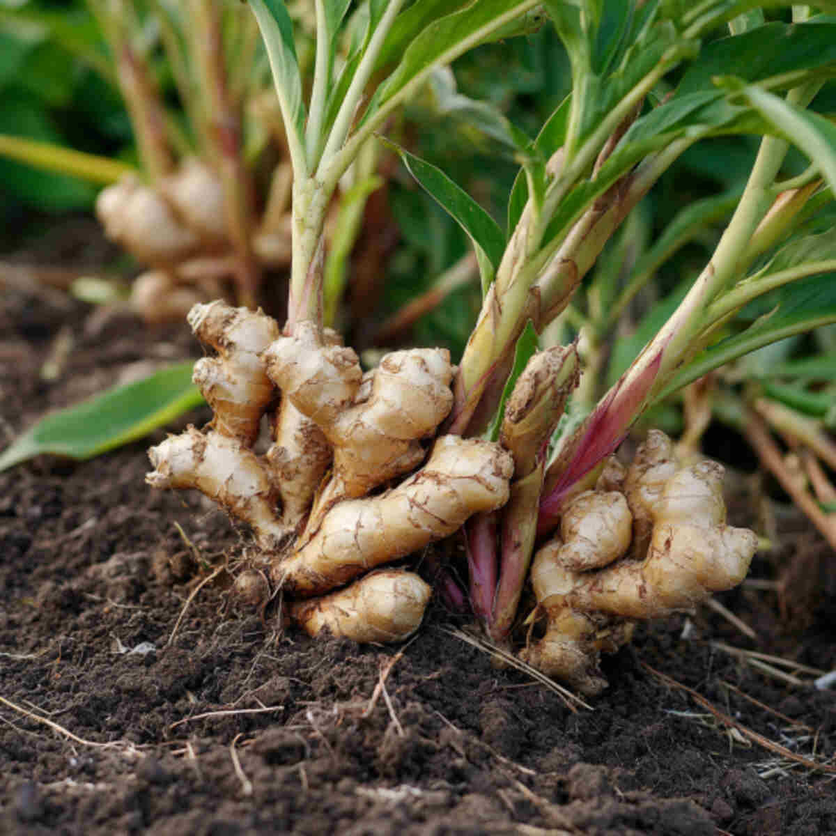 Replant ginger roots