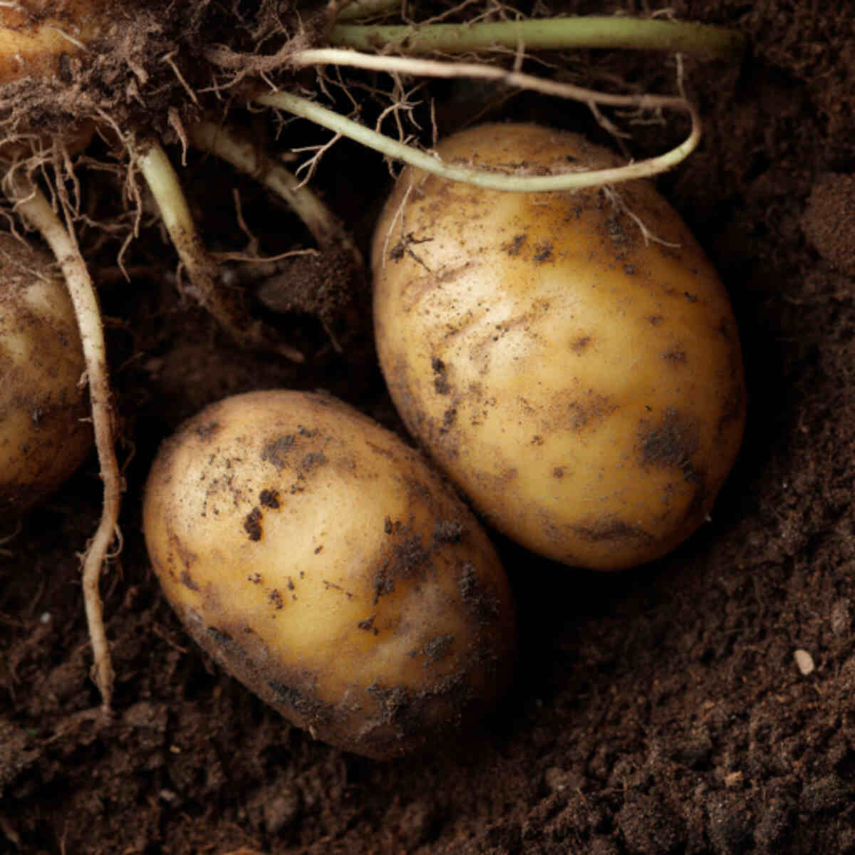 Replant potato eyes