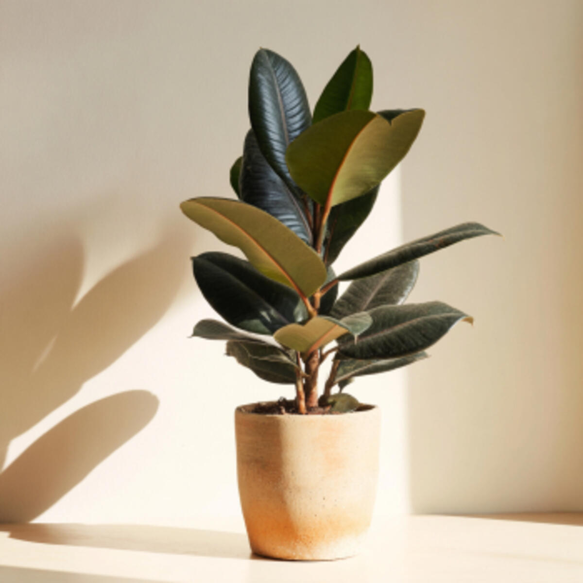 Rubber Plant