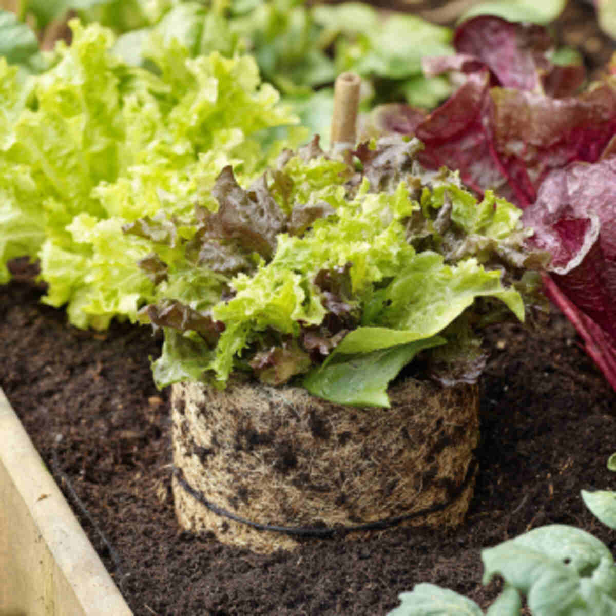 Salad Greens Bed with Worm-Frien