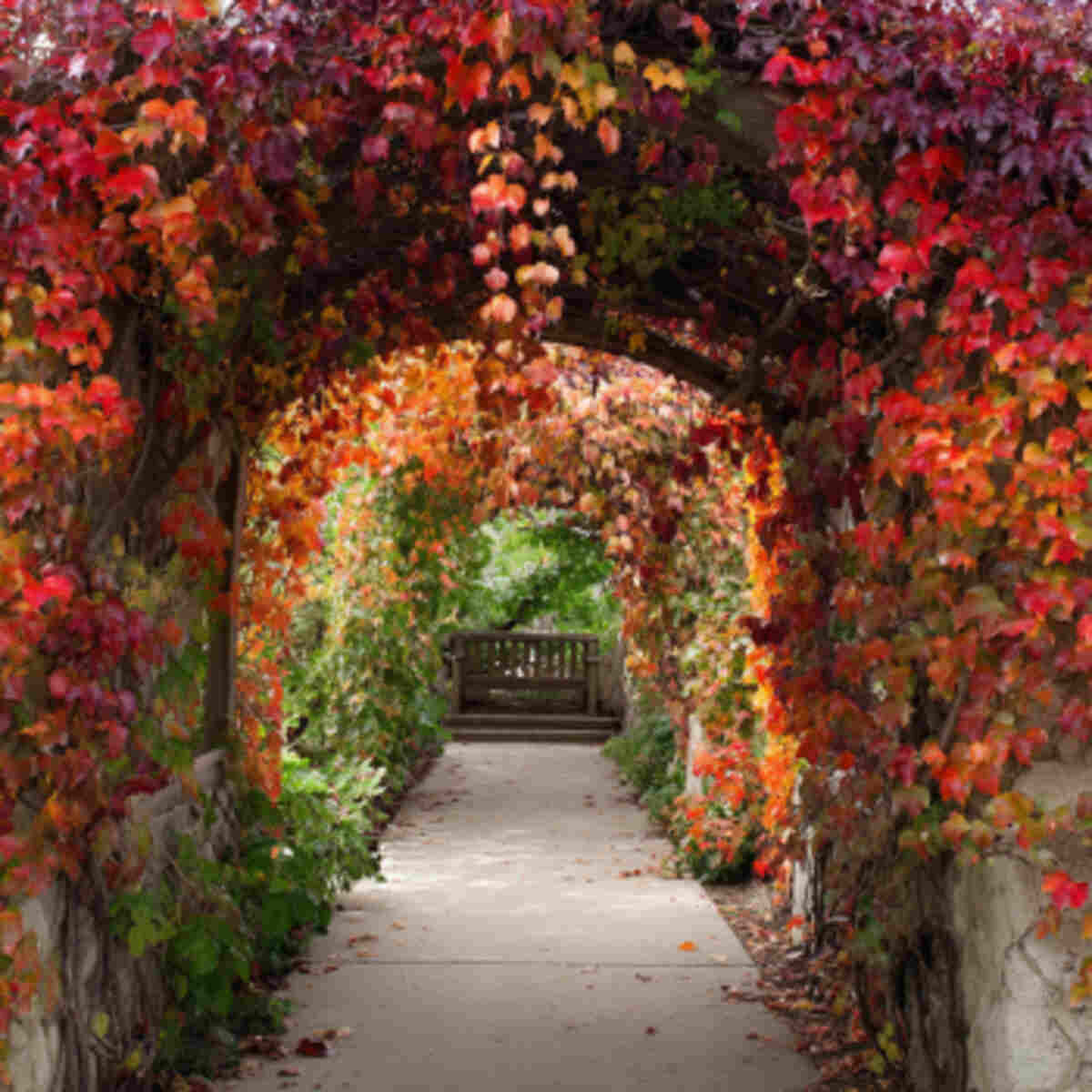 Seasonal Climbing Vines Archway
