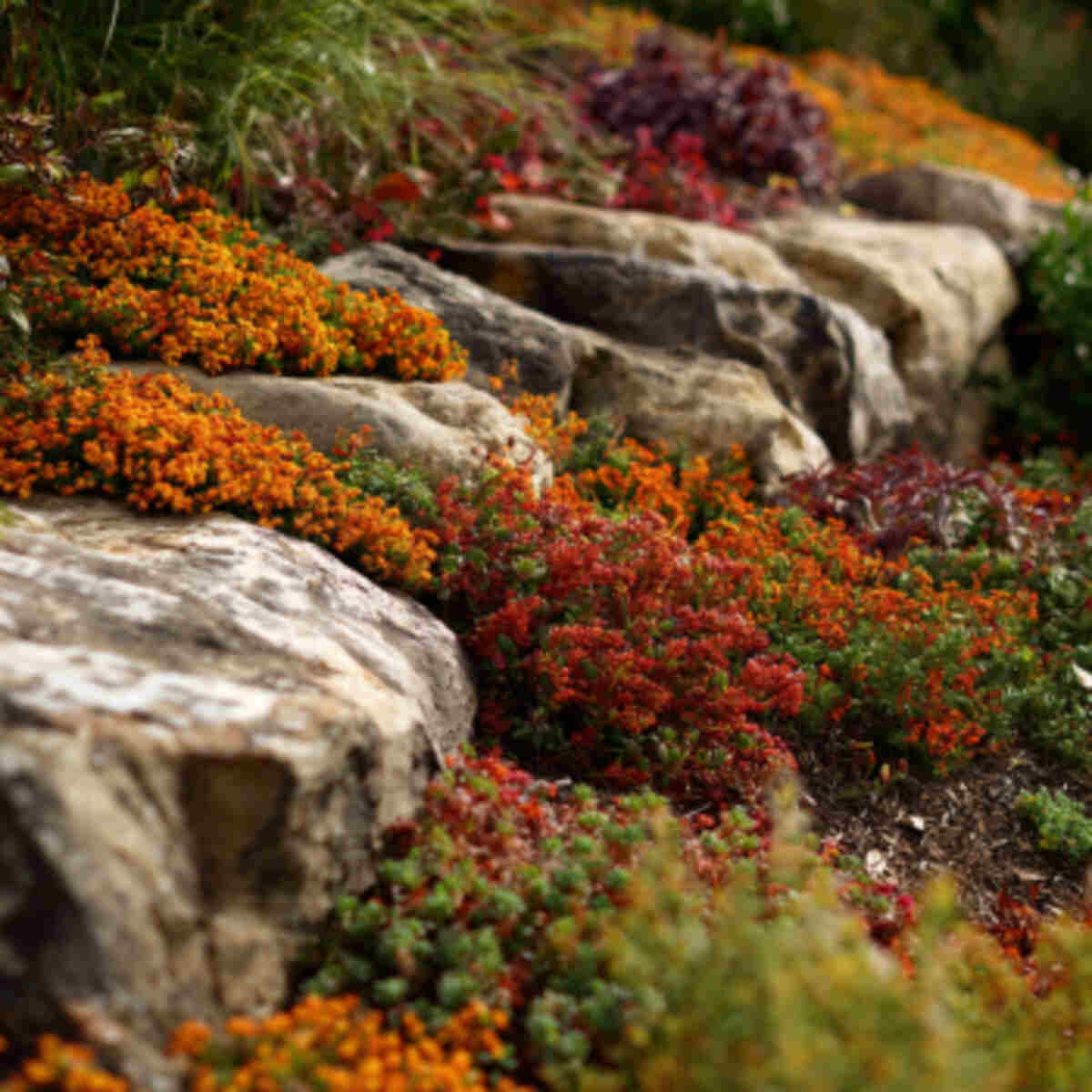 Seasonal Rock Garden