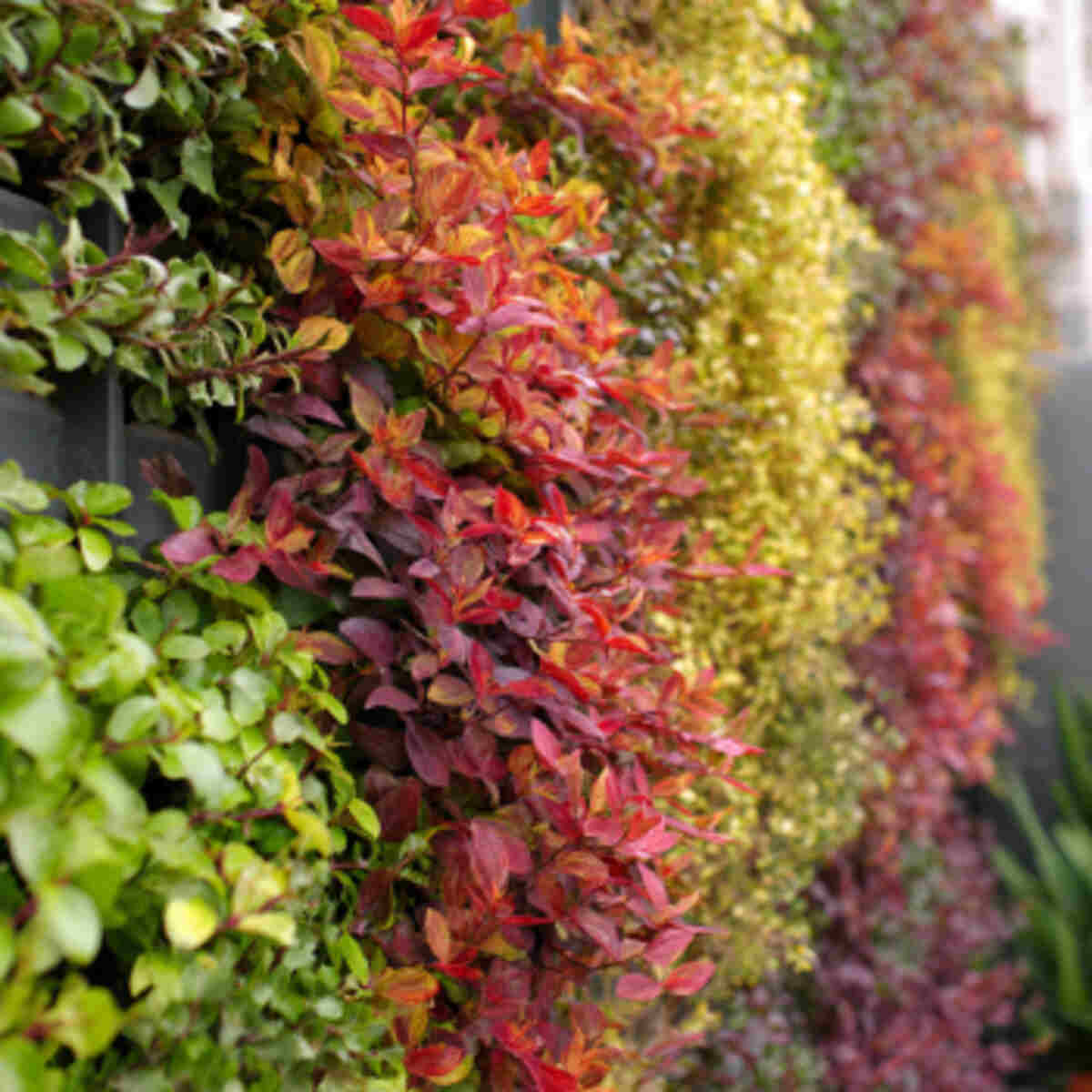 Seasonal Vertical Garden