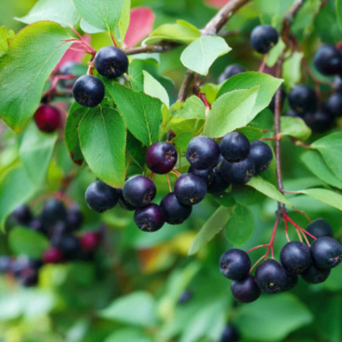 Serviceberries