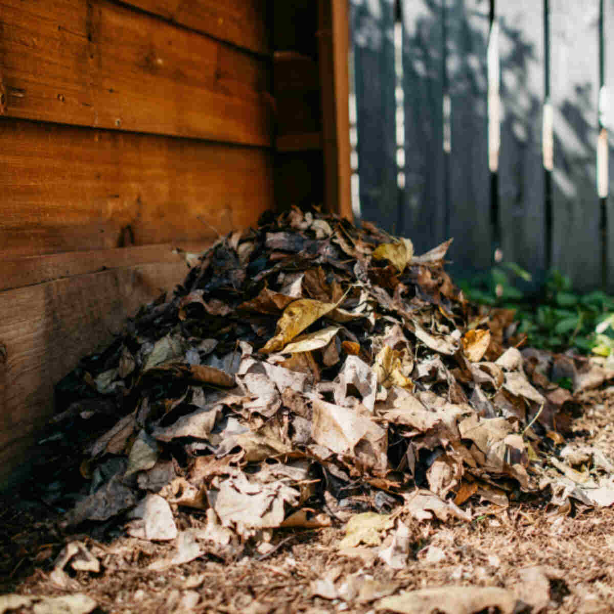 Slow-rotting pile behind a shed