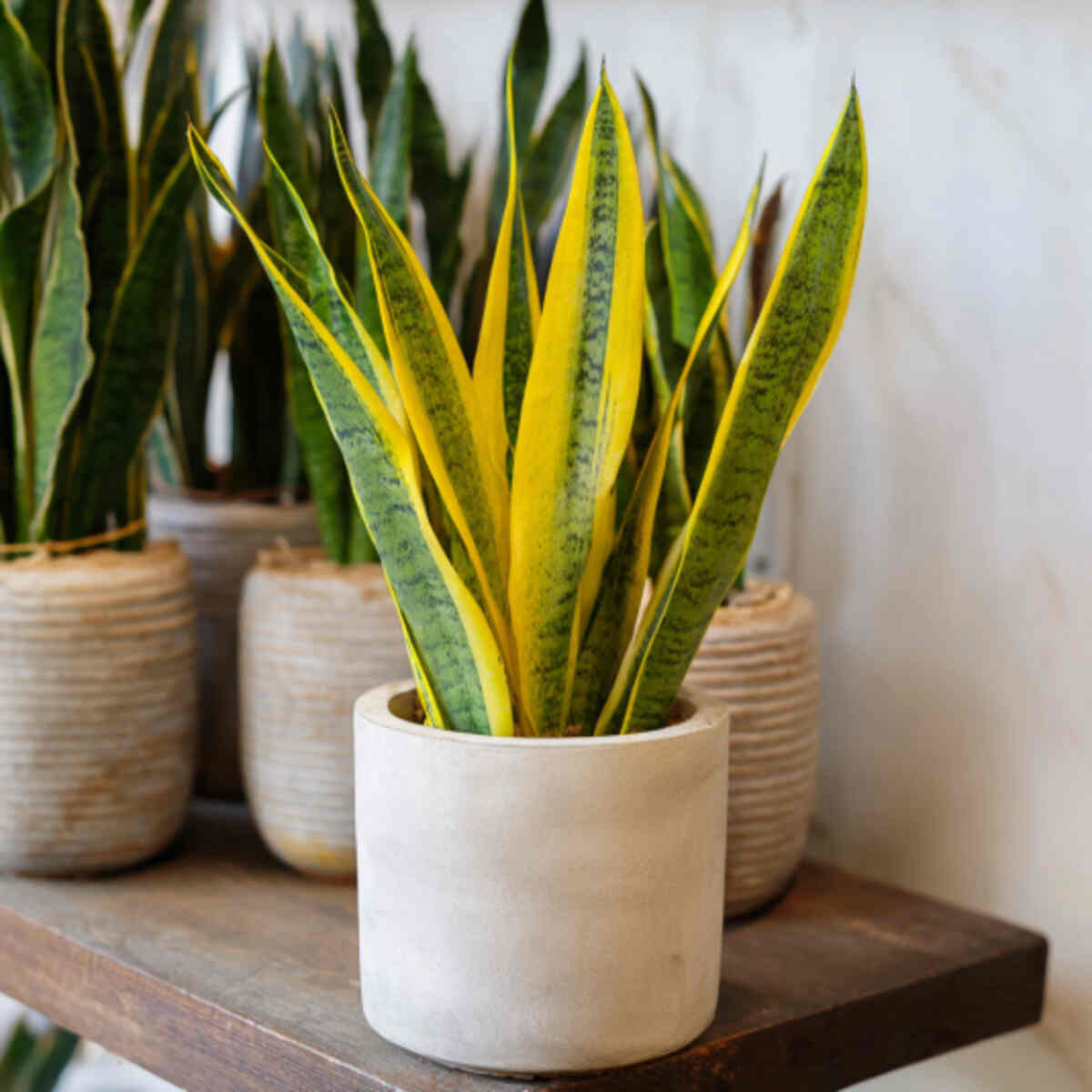 Snake Plant