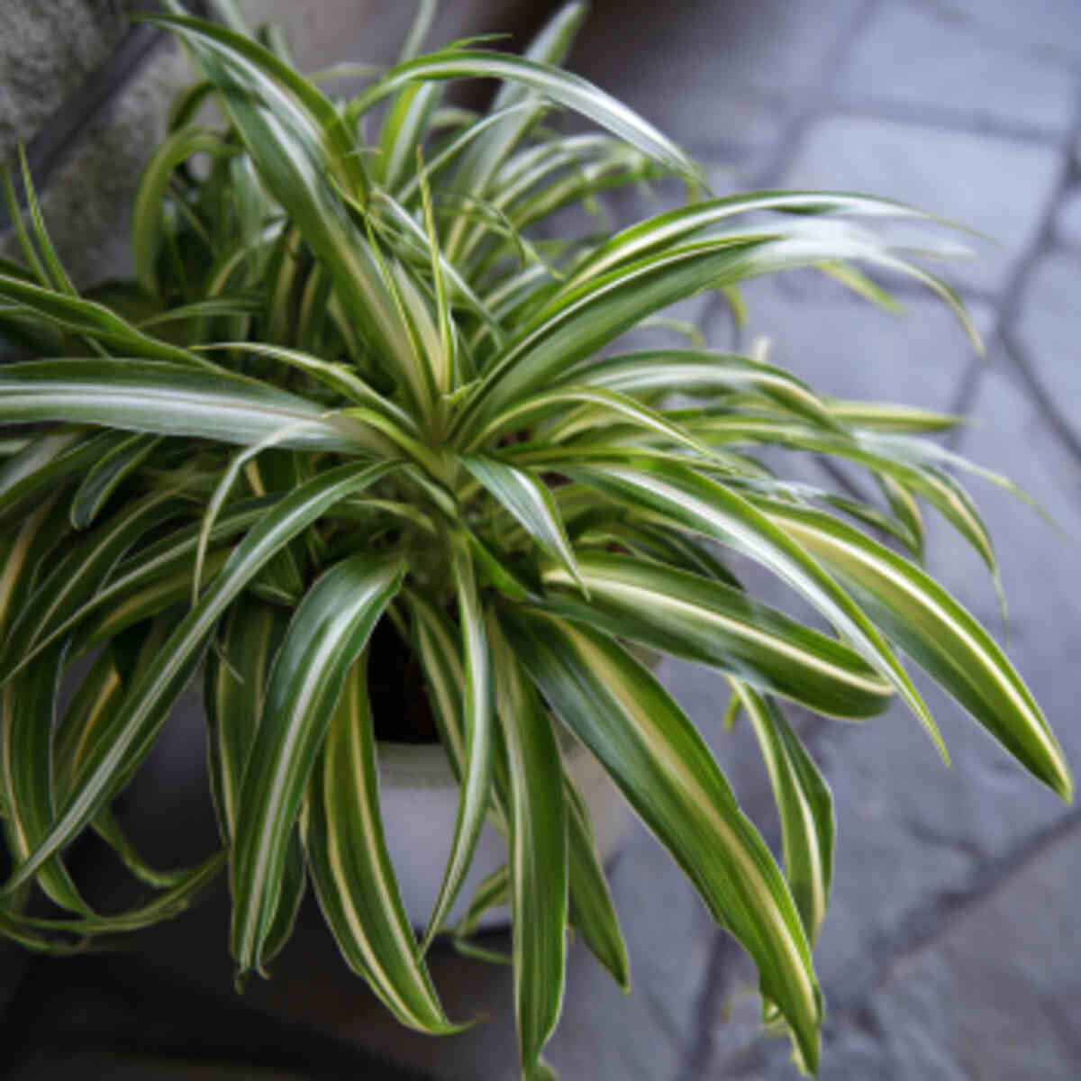 Spider Plant