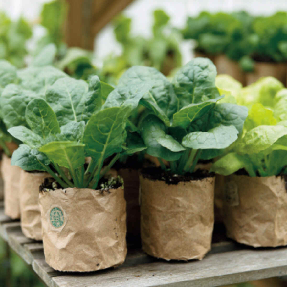 Spinach and Kale
