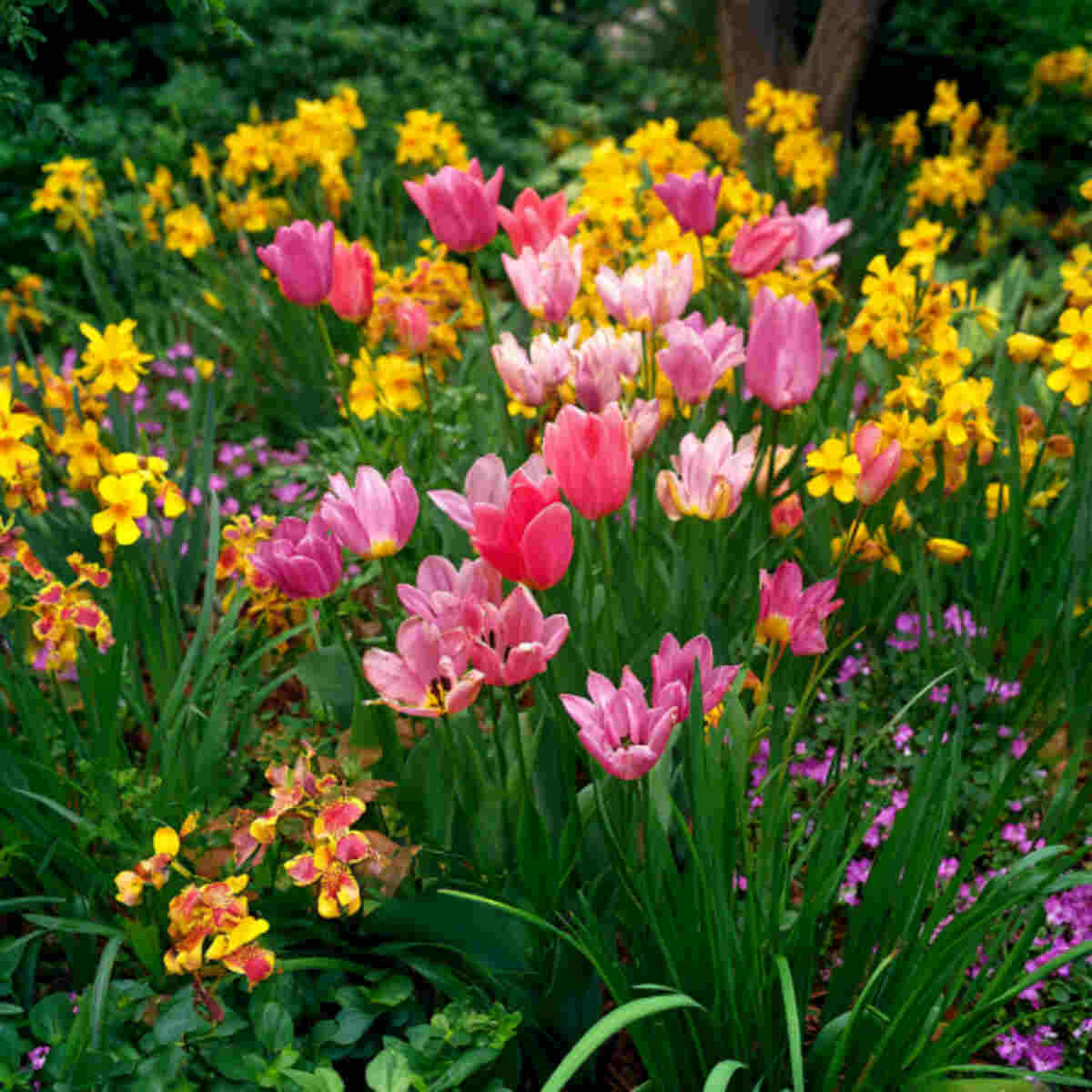 Spring-to-Summer Bulb Garden