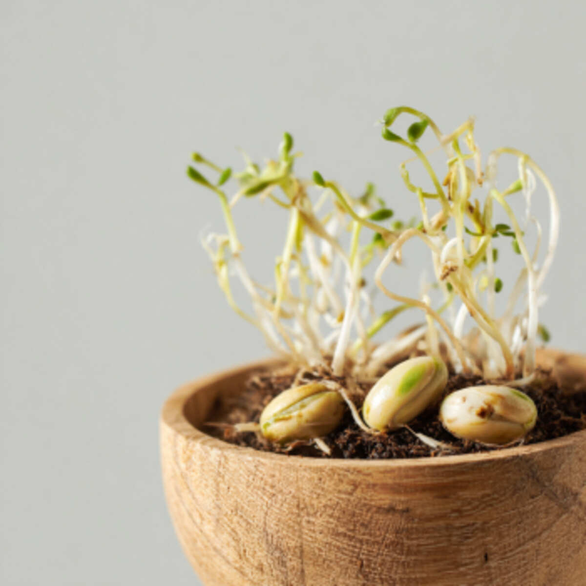 Sprout mango seeds