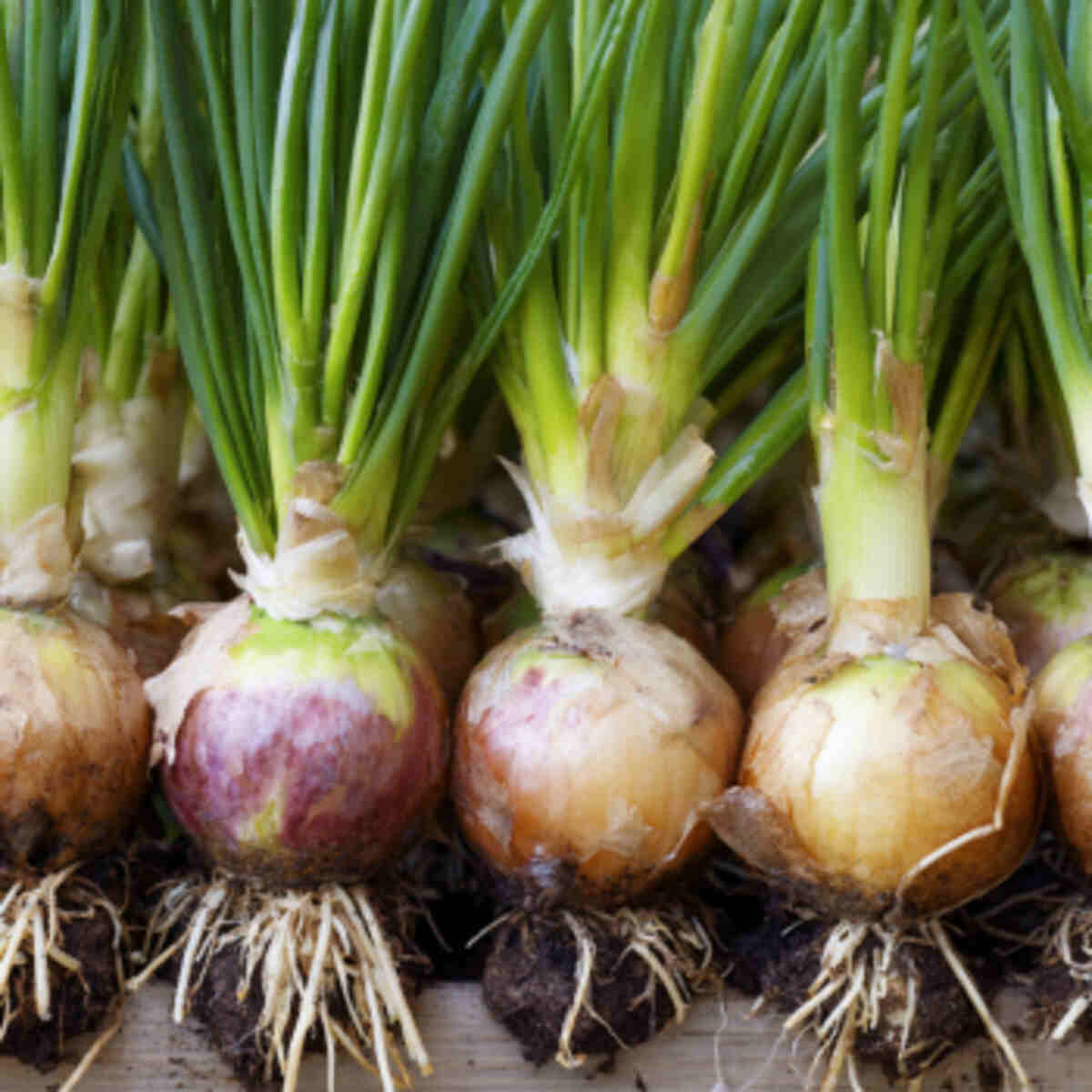 Sprout onion bottoms