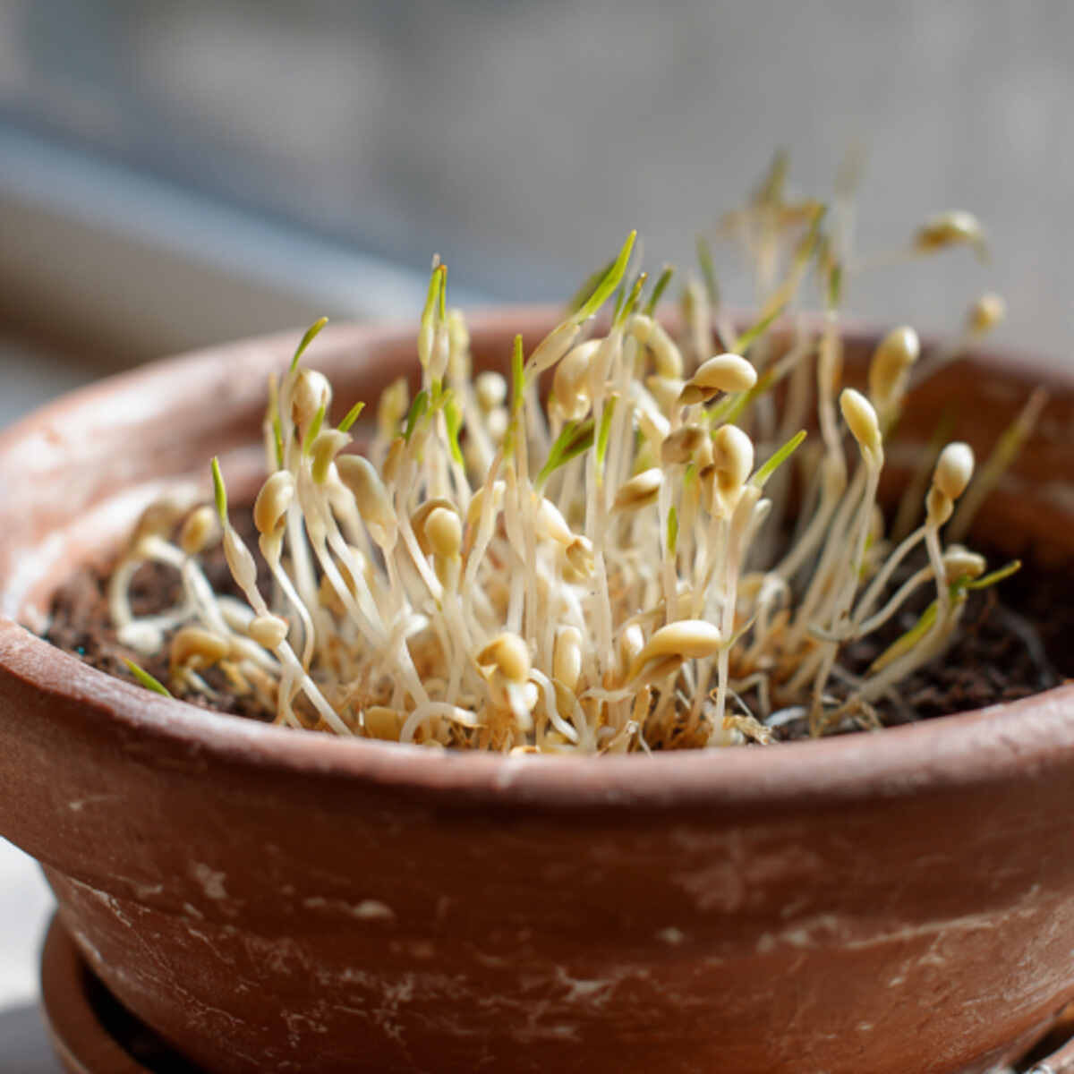 Sprouting Barley Indoors