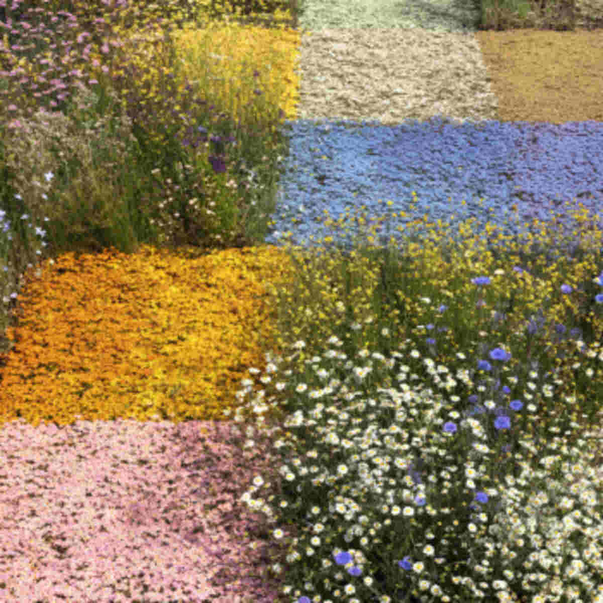 Square Patches of Wildflowers in Single Tones